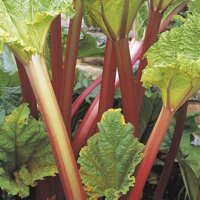 Rhubarb 'Timperley Early' Bulb - Image 2