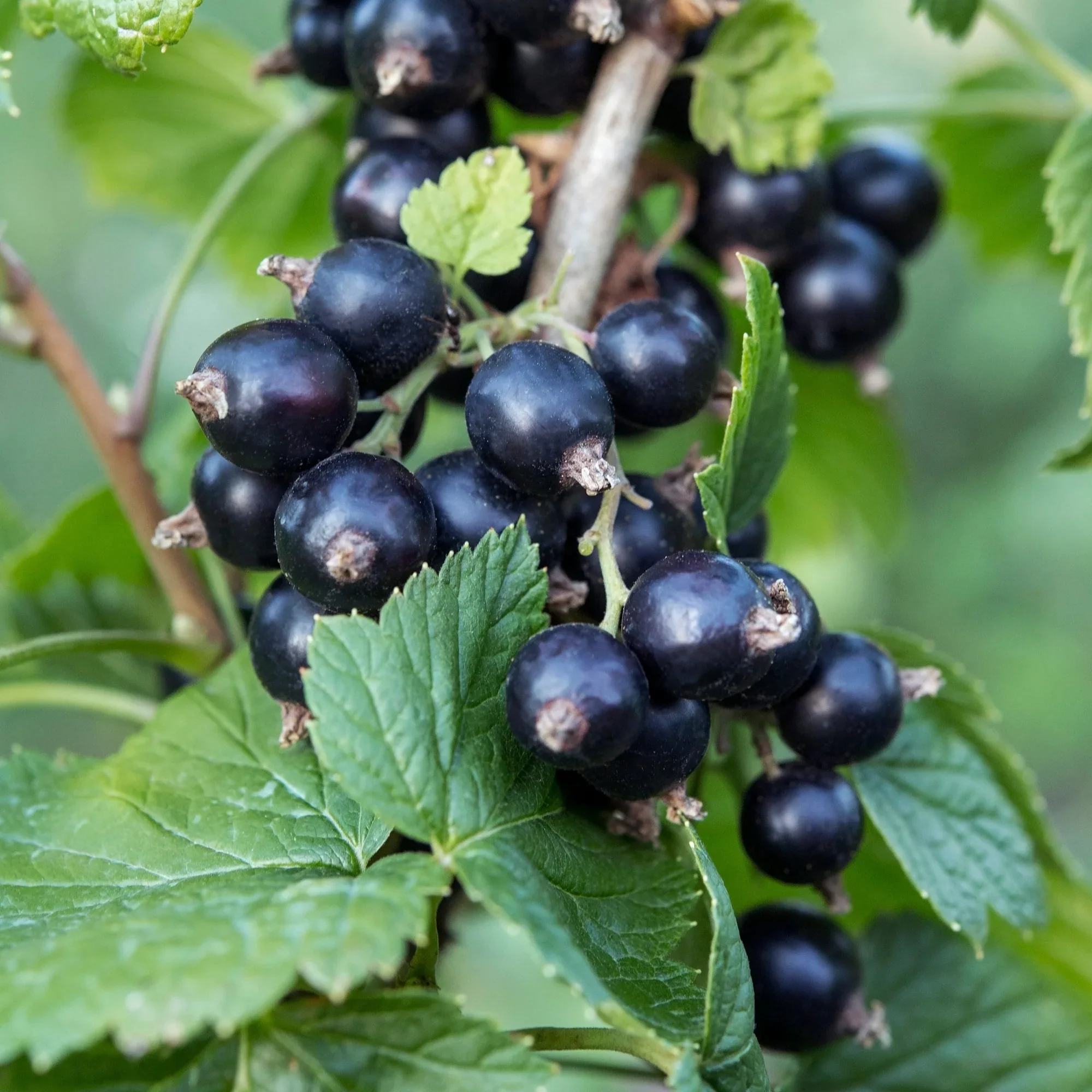 Blackcurrant Ben Nevis | Ribes nigrum 'Ben Nevis' - Image 3