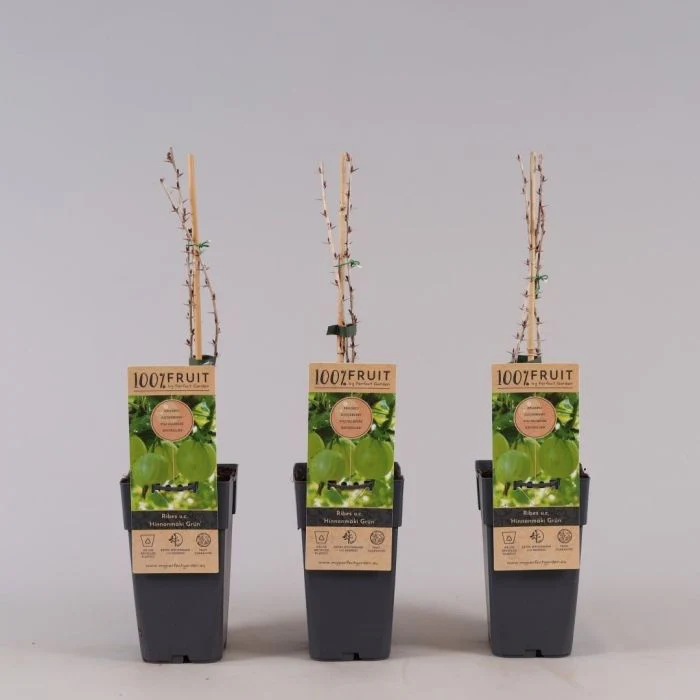 Gooseberry | Ribes 'Hinnonmaki Green' - Image 3