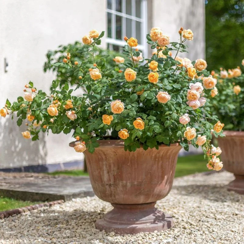 Roald Dahl David Austin Fragrant Rose 6 Litre - Image 3