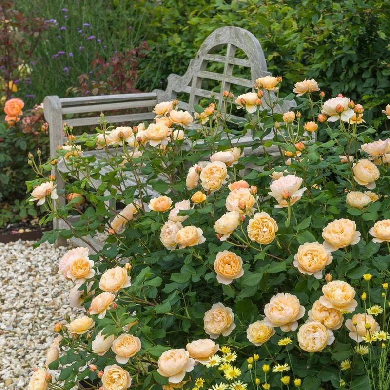 Roald Dahl David Austin Fragrant Rose 6 Litre - Image 4