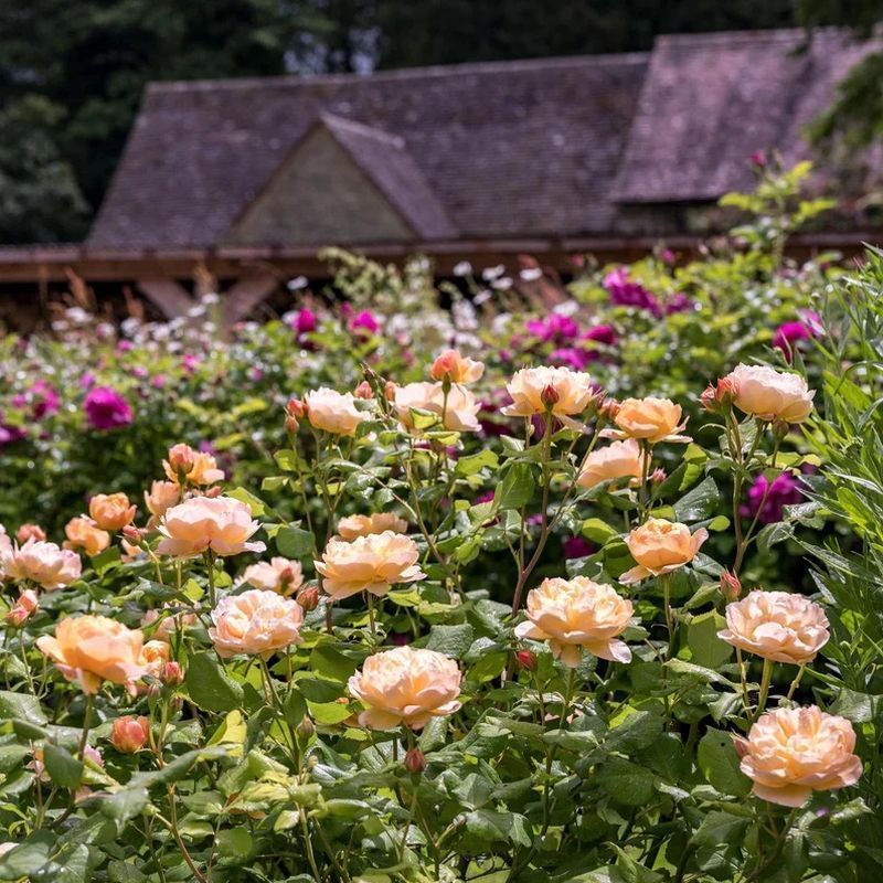 Roald Dahl David Austin Fragrant Rose 6 Litre - Image 5