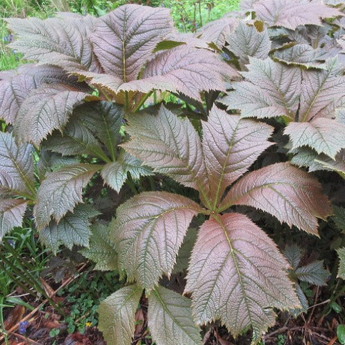 Rodgersia Braunlaub 3 Litre - Image 3