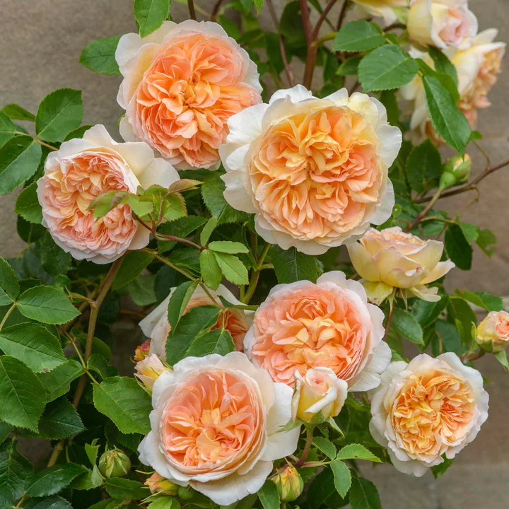 Bathsheba David Austin Fragrant Rose 6 Litre - Image 2