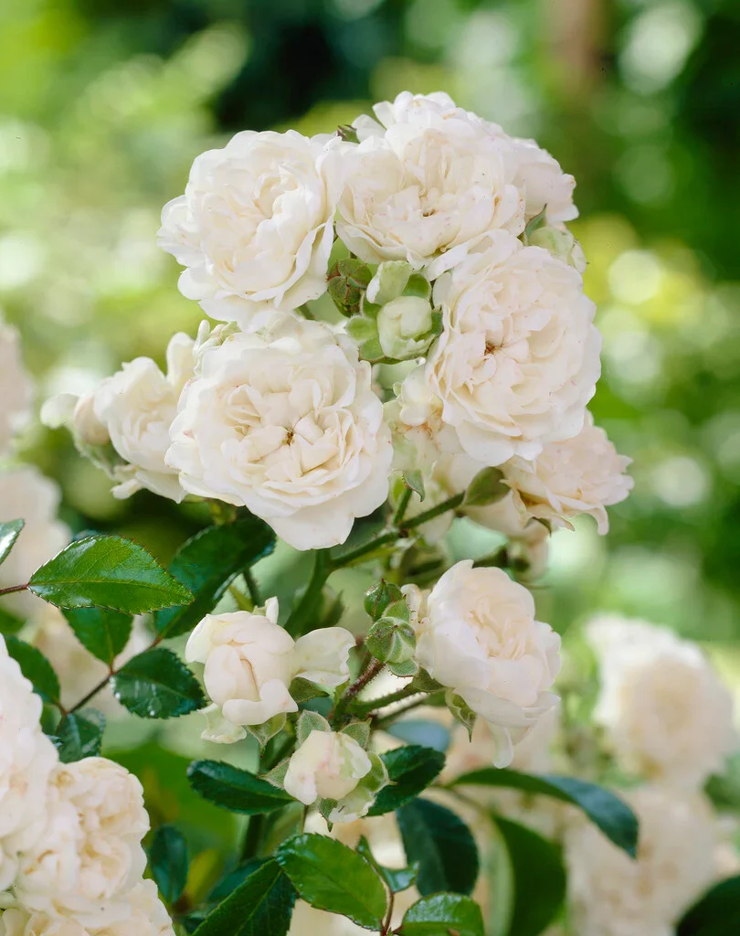 Crystal Fairy Ground Cover Rose 4.5 Litre