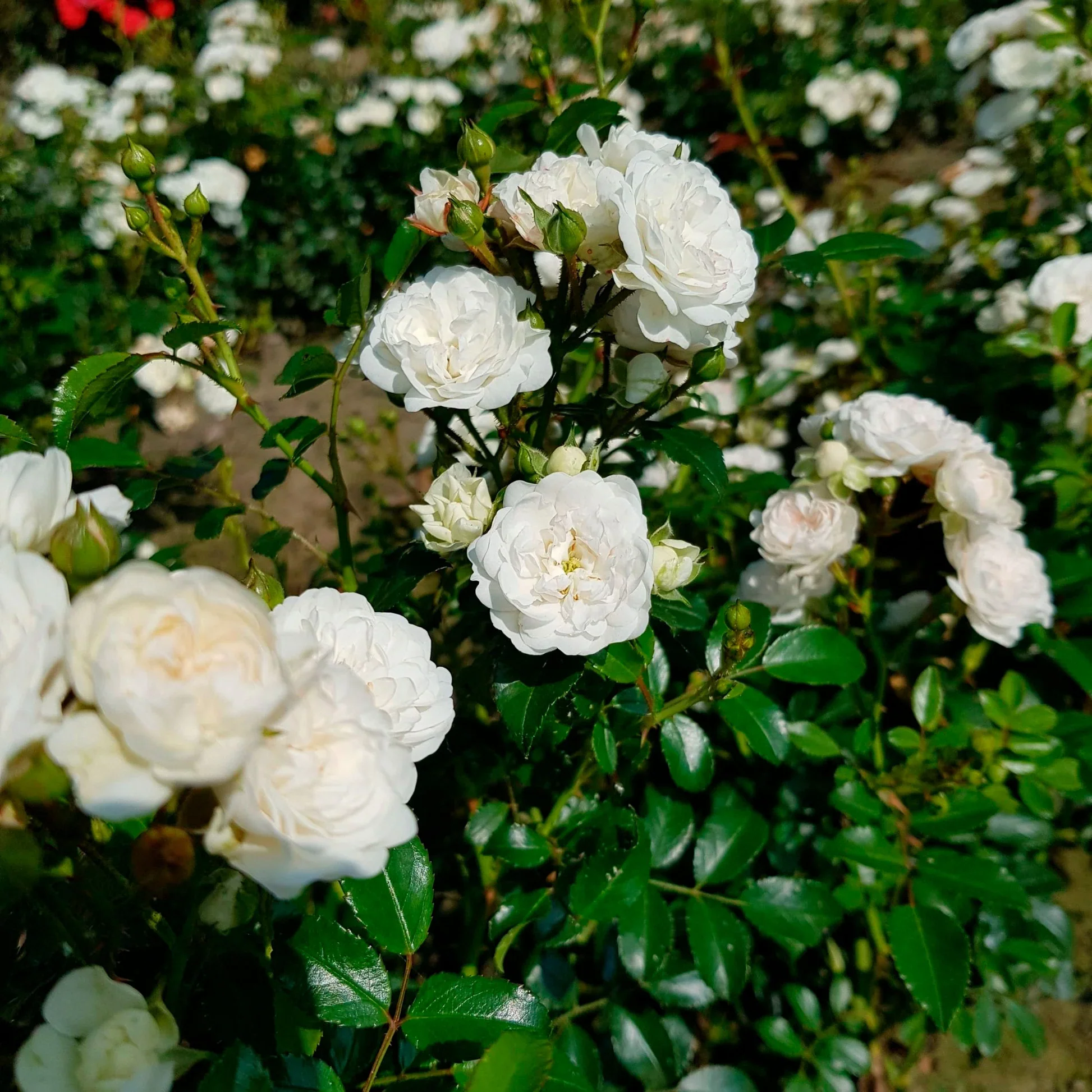 Crystal Fairy Ground Cover Rose 4.5 Litre - Image 2