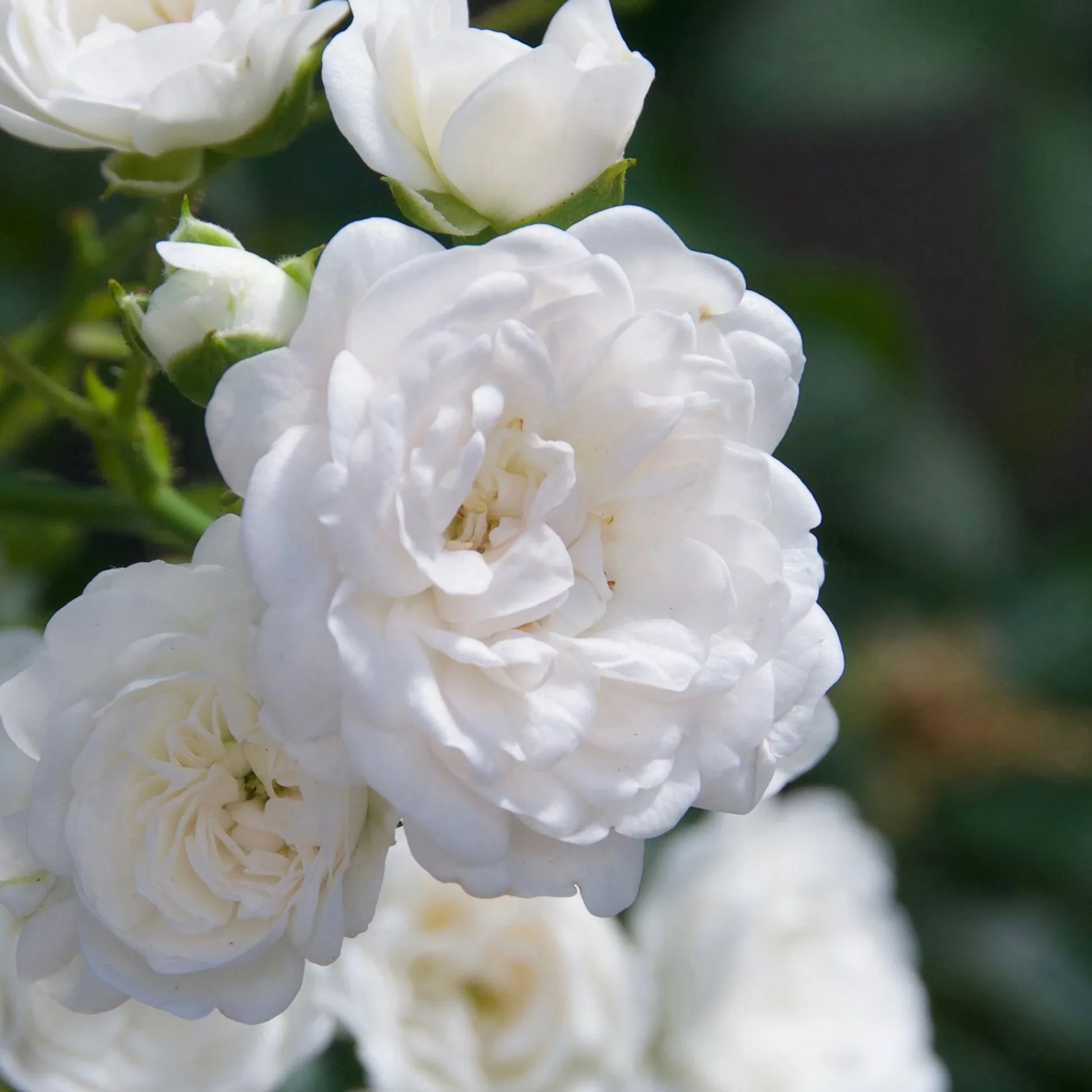 Crystal Fairy Ground Cover Rose 4.5 Litre - Image 3