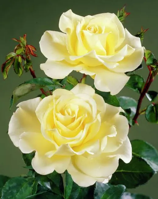 Elina Hybrid Tea Rose 4.5 Litre