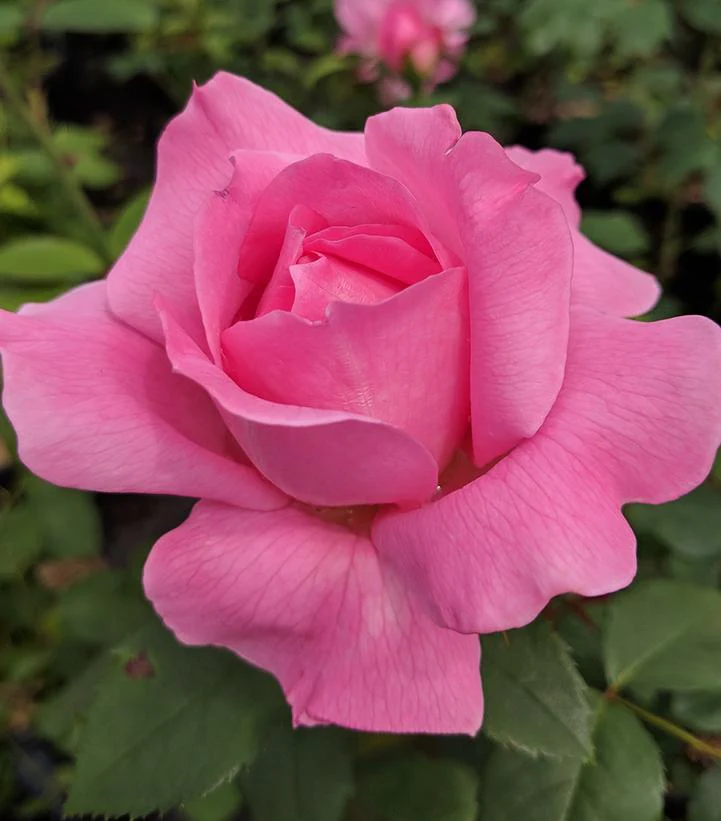 Inspiration Hybrid Tea Rose 3.5 Litre - Image 2