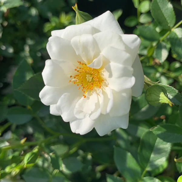 Kent Ground Cover Rose 4.5 Litre - Image 3