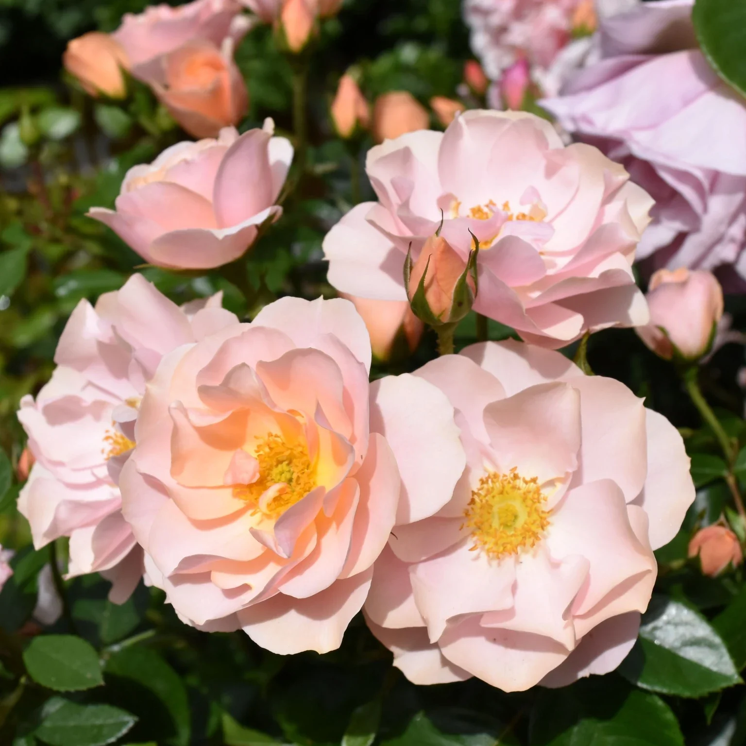 Loyal Companion Floribunda Rose 3.5 Litre