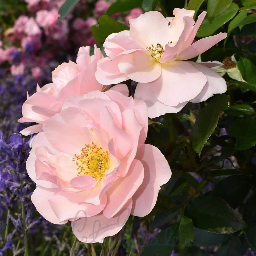 Loyal Companion Floribunda Rose 3.5 Litre - Image 2