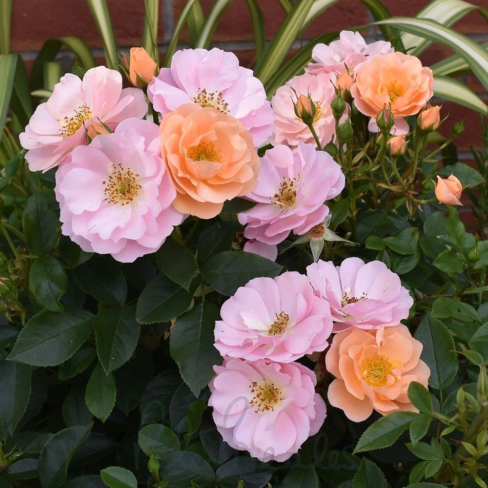 Loyal Companion Floribunda Rose 3.5 Litre - Image 3