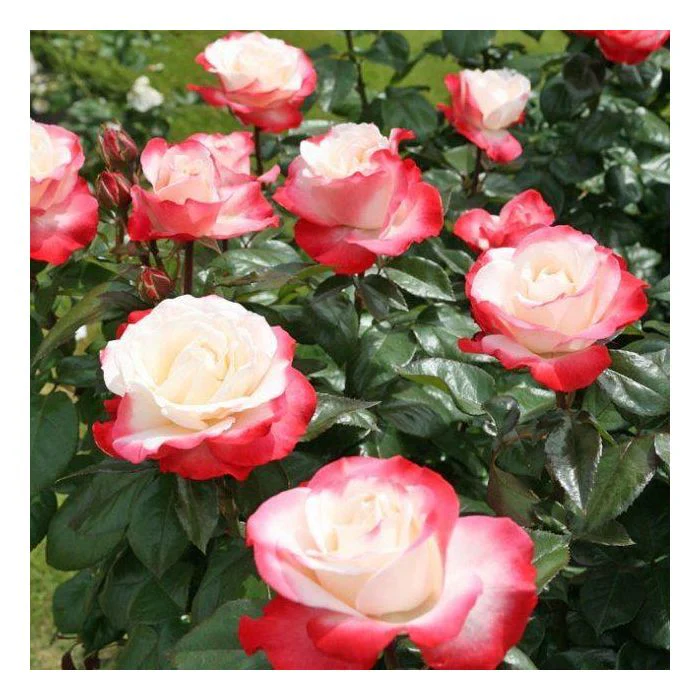 Nostalgie Hybrid Tea Rose (4.5 Litre) - Image 2
