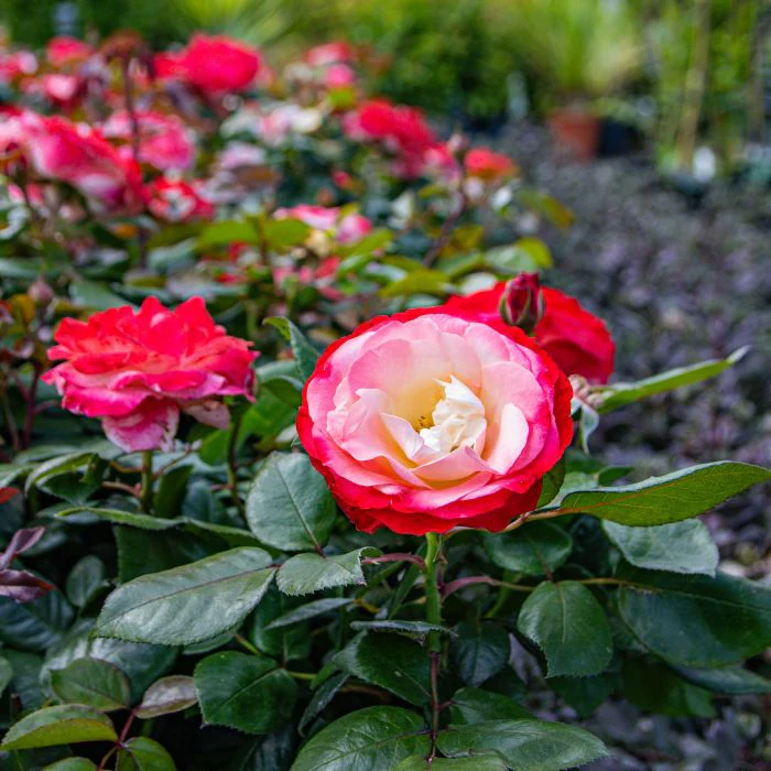 Nostalgie Hybrid Tea Rose (4.5 Litre) - Image 3
