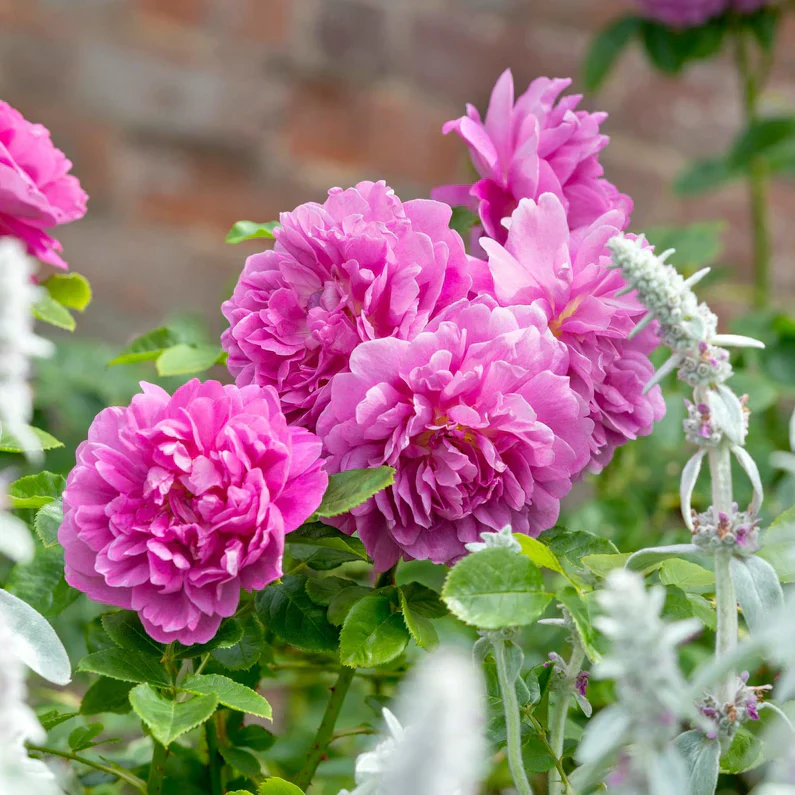 Princess Anne David Austin Fragrant Rose 6 Litre