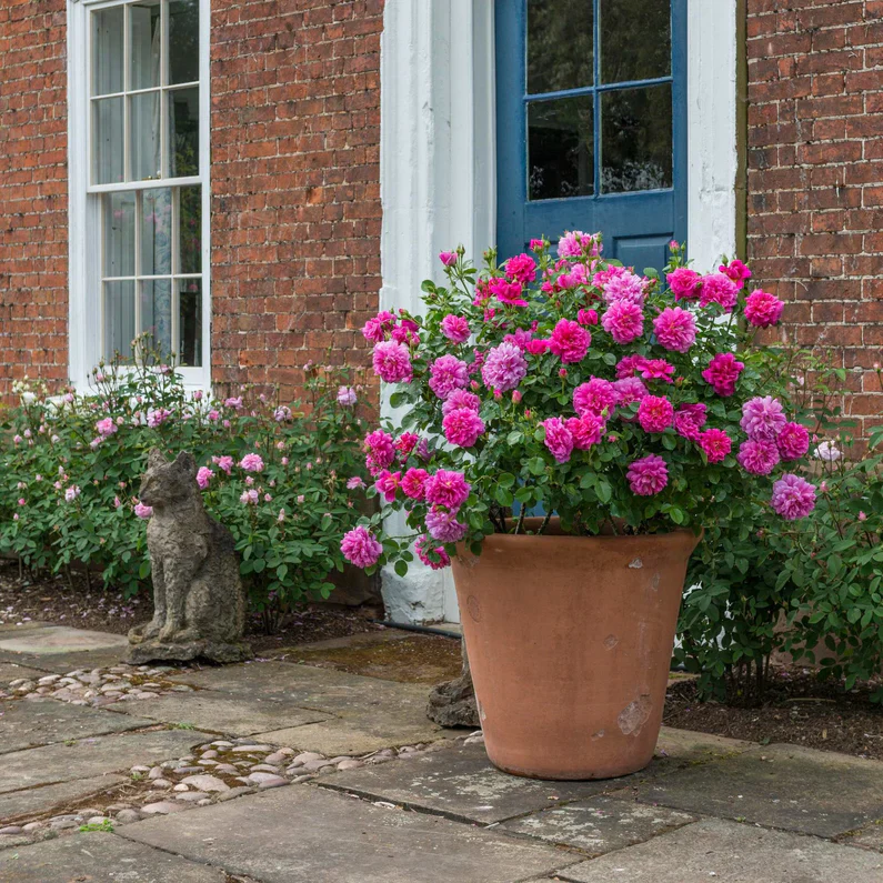 Princess Anne David Austin Fragrant Rose 6 Litre - Image 3