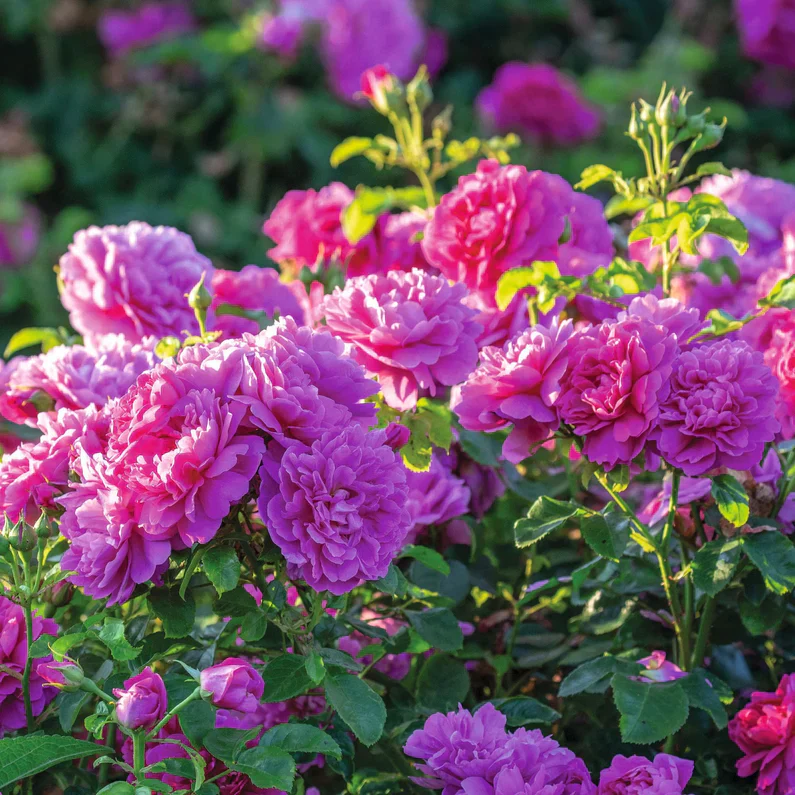 Princess Anne David Austin Fragrant Rose 6 Litre - Image 4