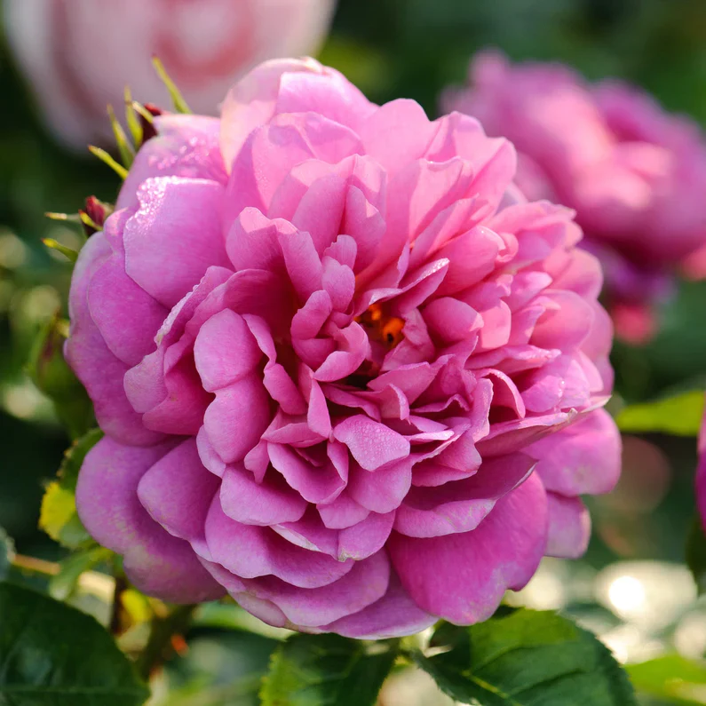 Princess Anne David Austin Fragrant Rose 6 Litre - Image 5