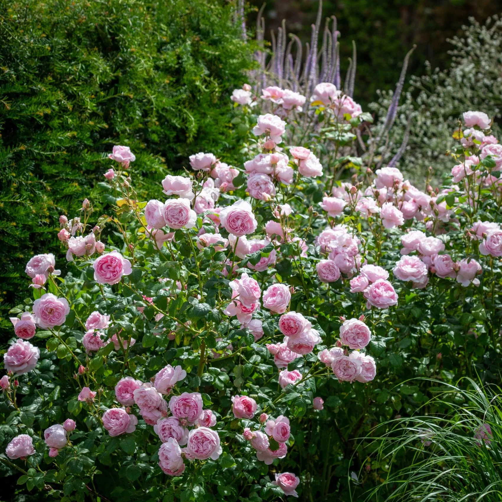 Scepter'd Ilse David Austin Fragrant Rose 6 Litre - Image 2