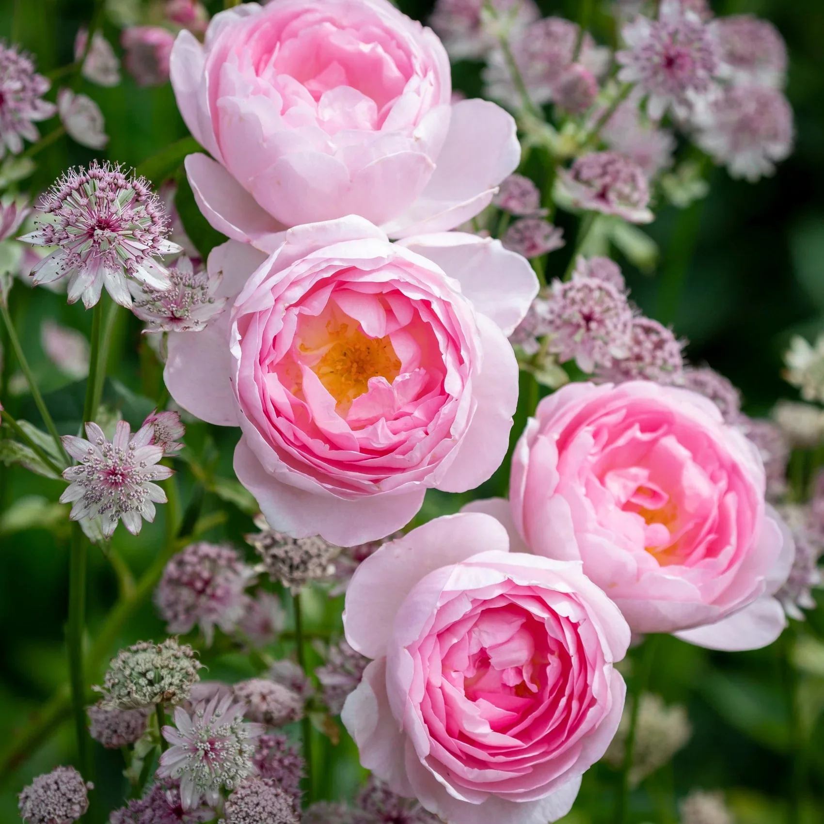 Scepter'd Ilse David Austin Fragrant Rose 6 Litre - Image 3