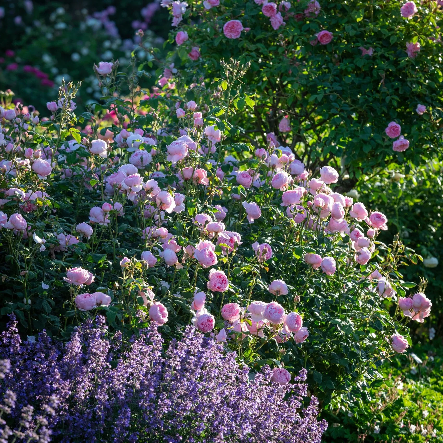 Scepter'd Ilse David Austin Fragrant Rose 6 Litre - Image 4
