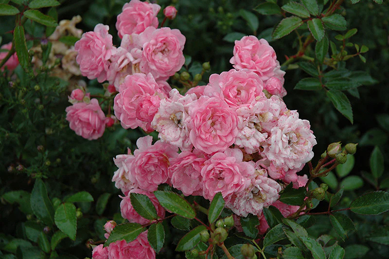 The Fairy Shrub Rose (4.5 Litre) - Image 2