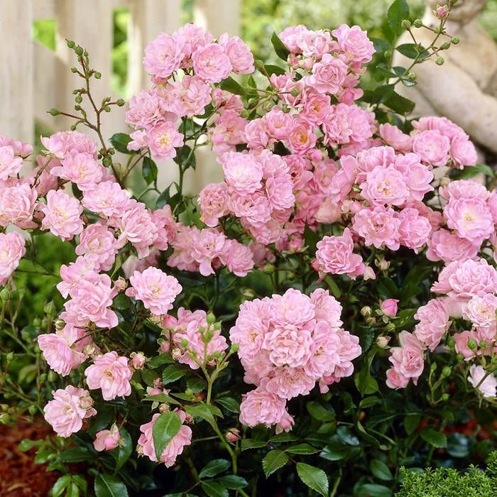The Fairy Shrub Rose (4.5 Litre) - Image 3