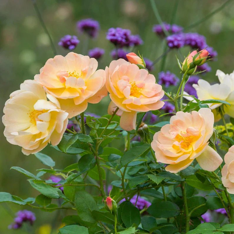 The Lark Ascending David Austin Fragrant Rose 6 Litre - Image 3