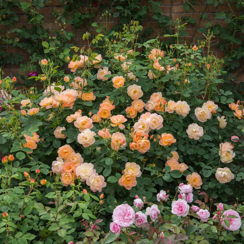 The Lark Ascending David Austin Fragrant Rose 6 Litre - Image 4