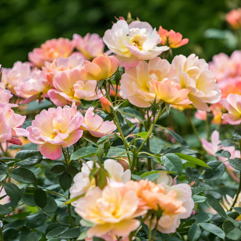 The Lark Ascending David Austin Fragrant Rose 6 Litre - Image 5