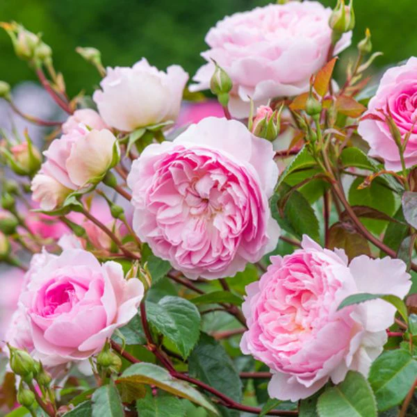 The Mill on the Floss David Austin Fragrant Rose (6 Litre) - Image 3