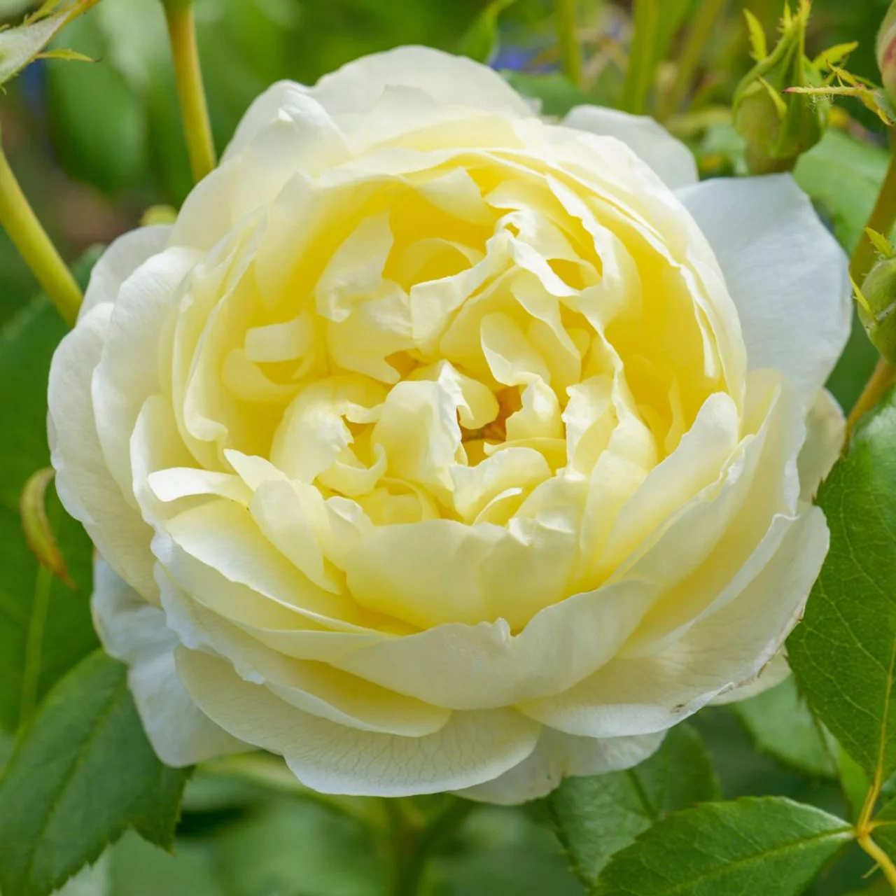 Vanessa Bell David Austin Fragran Rose 6 Litre