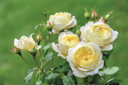 Vanessa Bell David Austin Fragran Rose 6 Litre - Image 2