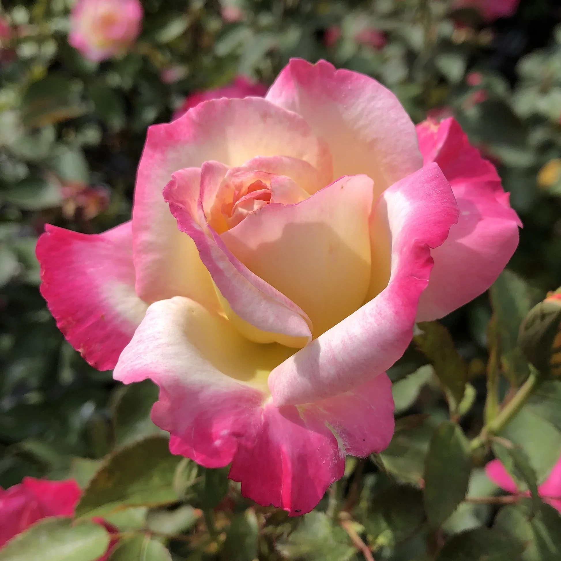 You're My Everything Hybrid Tea Rose 3.5 Litre - Image 2