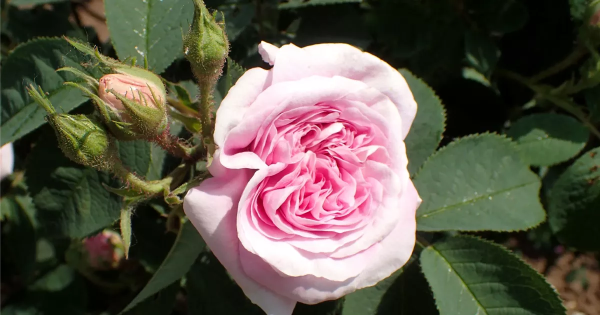 Königin von Dänemark Shrub Rose 4.5 Litre - Image 2