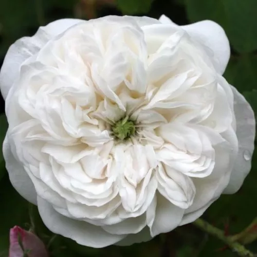Madame Hardy Shrub Rose 4.5 Litre - Image 2