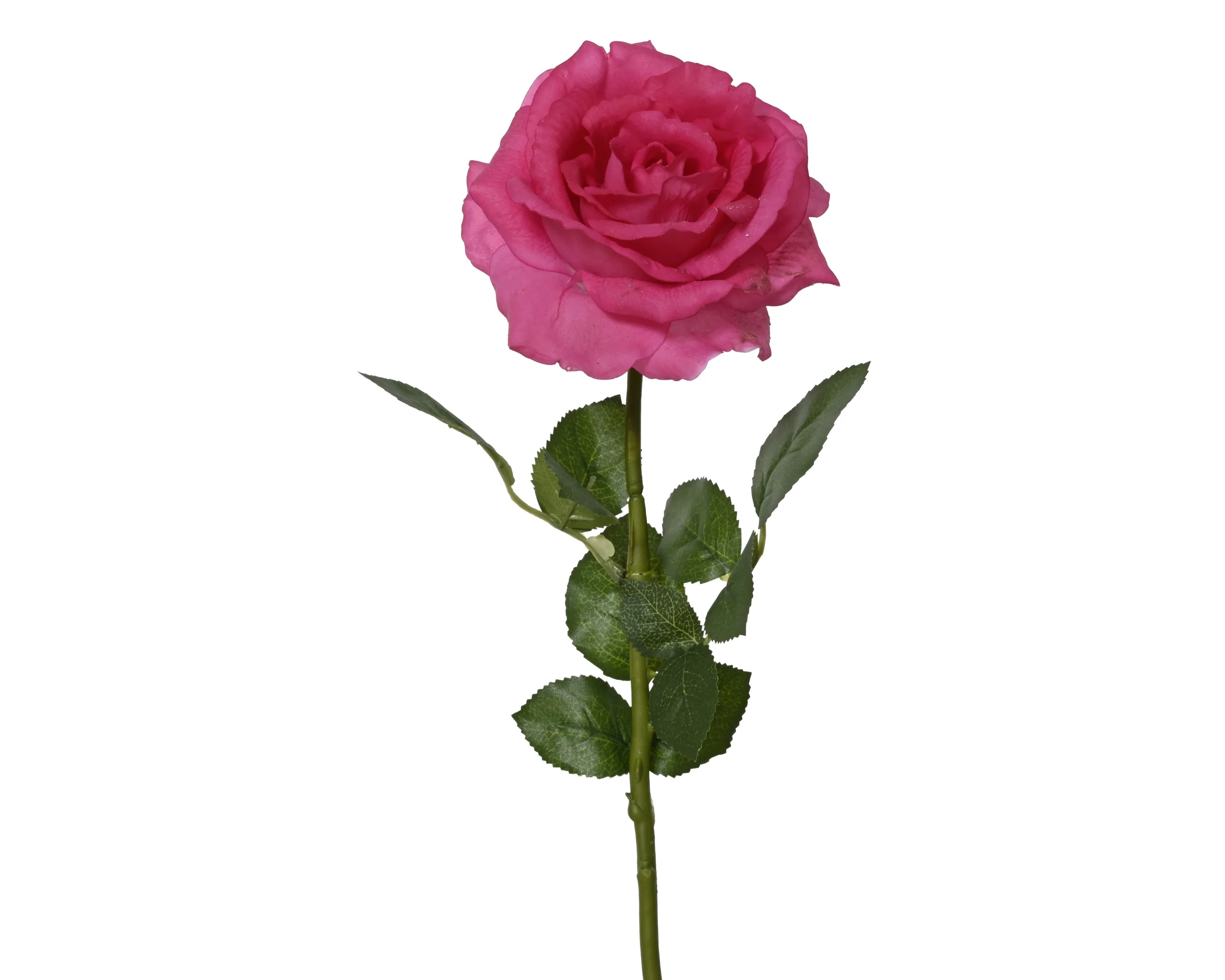 Rose stem