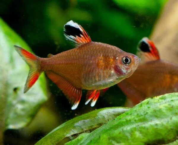 Rosy Tetra ML - Image 2