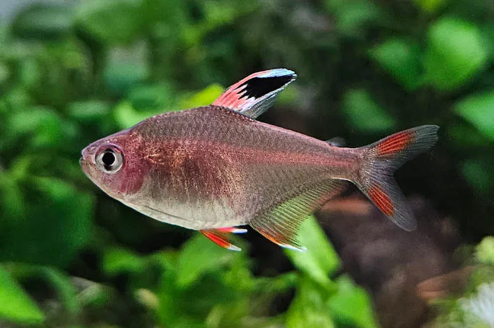 Rosy Tetra ML - Image 3