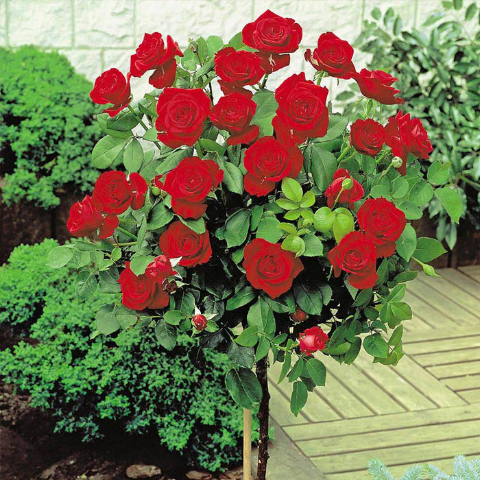 Rouge Meilove Standard Rose 12 Litre