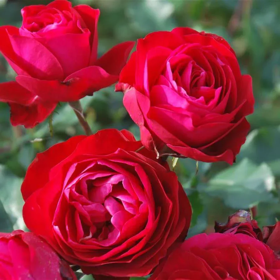 Rouge Meilove Standard Rose 12 Litre - Image 3