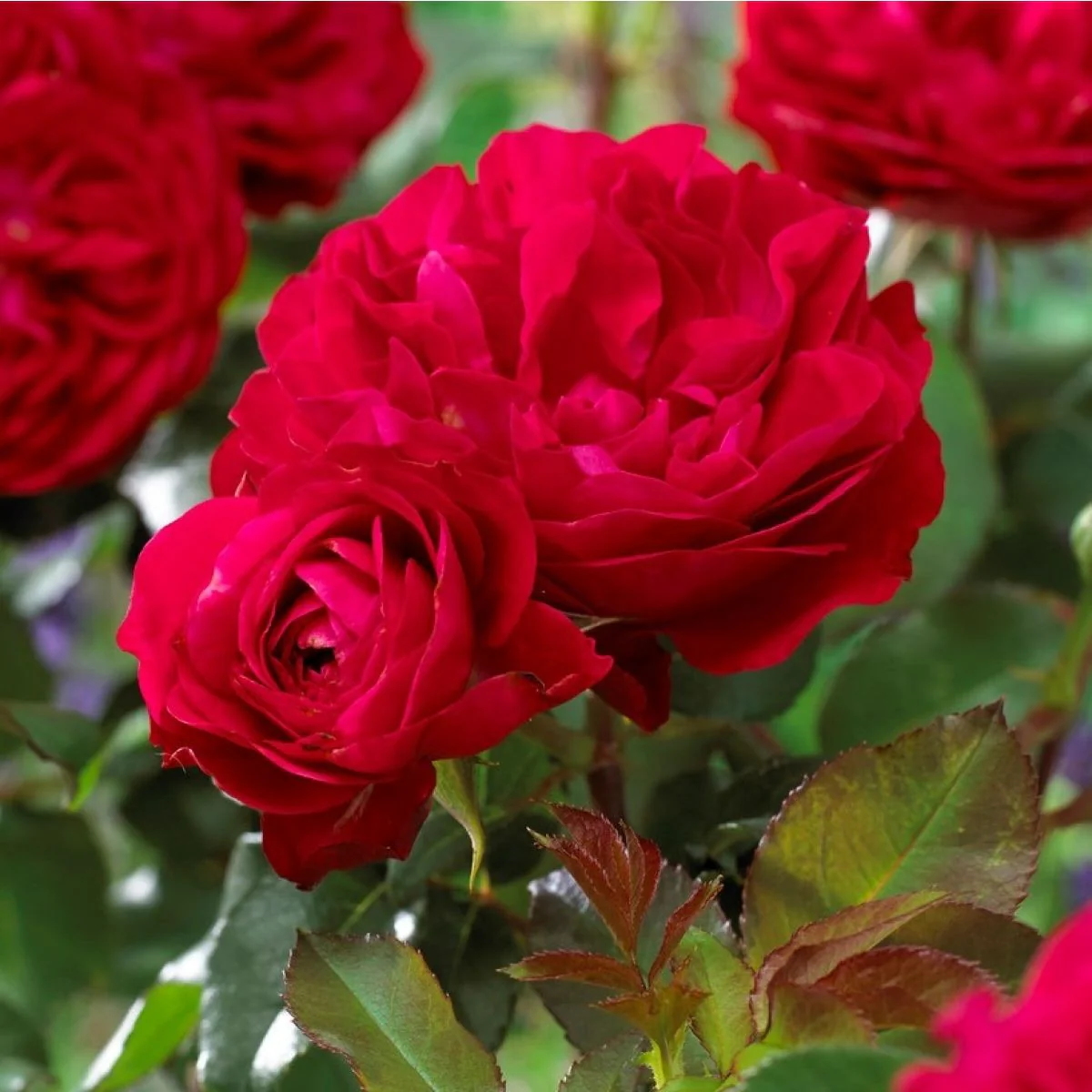 Rouge Meilove Standard Rose 12 Litre - Image 4