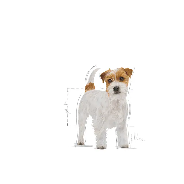 Royal Canin Jack Russell Adult Dry Dog Food 3kg - Image 3