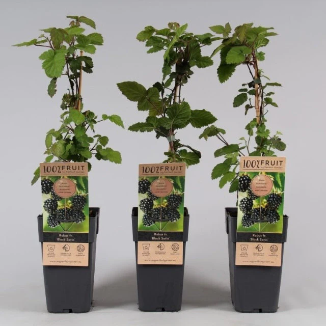 Blackberry Black Satin | Rubus 'Black Satin' - Thornless - Image 4