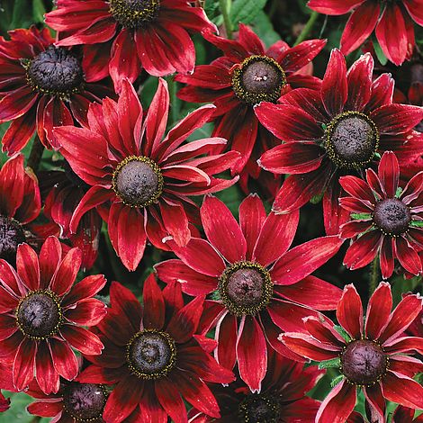 Rudbeckia Hirta 'Cherry Brandy' - Image 2