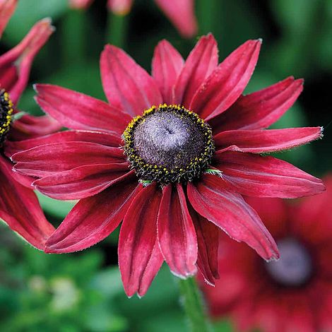 Rudbeckia Hirta 'Cherry Brandy' - Image 3