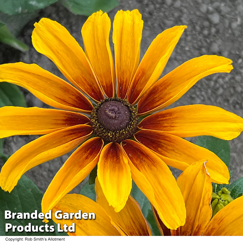 Rudbeckia 'Kokardas' - Image 3