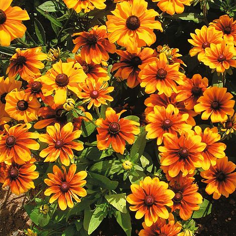 Rudbeckia 'Rustic Dwarfs Mix' - Image 2