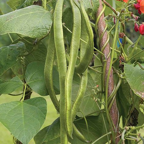 Runner Bean 'Lady Di' - Image 2